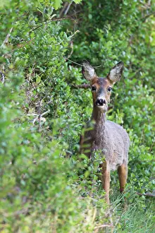 Cloven: Roe Deer