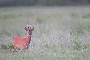 Cloven: Roe Deer