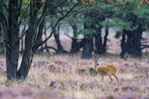 Raining: Roe Deer