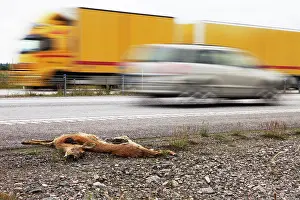 Accident: Roe Deer