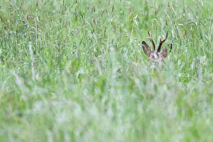 Cloven: Roe Deer