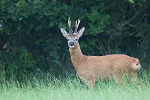 Cloven: Roe Deer