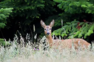 Cloven: Roe Deer