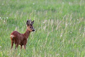 Pelage: Roe Deer