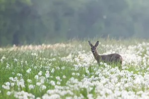 Officinale: Roe Deer