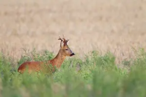 Cloven: Roe Deer