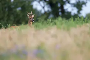 Cloven: Roe Deer