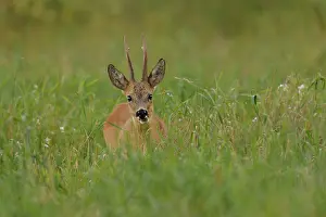 Buckwheat: Roe Deer