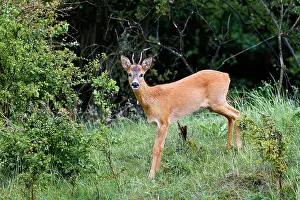 Secure: Roe Deer
