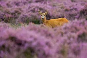 Lenght: Roe Deer