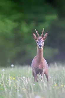 Capreolinae: Roe Deer