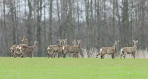 Hoofed: Roe Deer