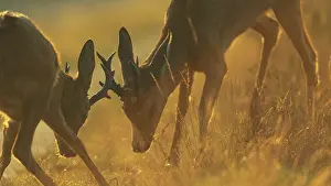 Capreolus: Roe Deer