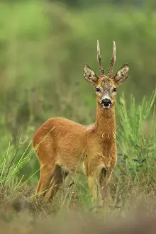 Capreolus: Roe Deer