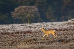 Ungulata: Roe Deer