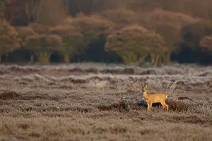 Ungulata: Roe Deer