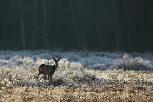 Ungulata: Roe Deer