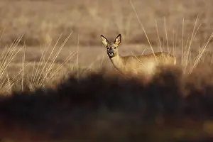 Ungulata: Roe Deer