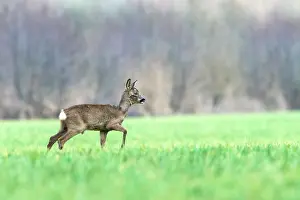 Hoofed: Roe Deer