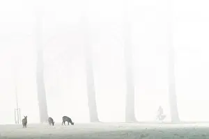 Unidentified: Roe Deer