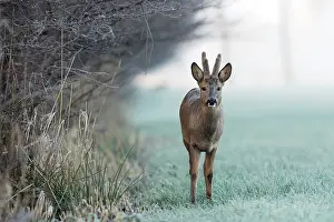 Hoofed: Roe Deer