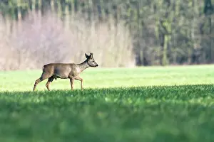 Hoofed: Roe Deer