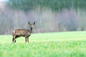 Hoofed: Roe Deer