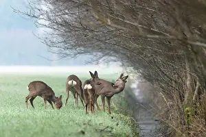 Ditch: Roe Deer