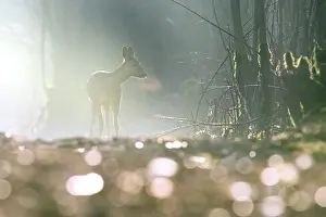 Hoofed: Roe Deer