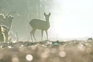 Hoofed: Roe Deer