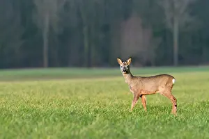 Hoofed: Roe Deer
