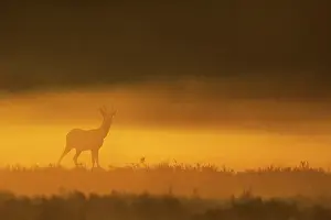 Capreolus: Roe Deer
