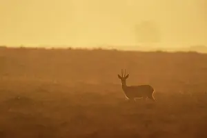 Hoofed: Roe Deer