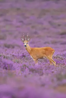 Hoofed: Roe Deer
