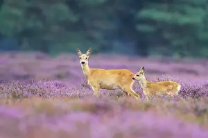 Hoofed: Roe Deer