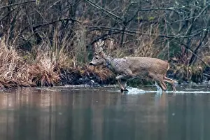 Artiodactyle: ROE DEER
