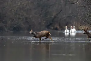 Artiodactyle: ROE DEER