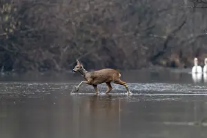 Artiodactyle: ROE DEER