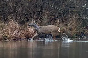 Artiodactyle: ROE DEER