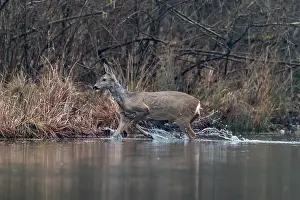 Artiodactyle: ROE DEER