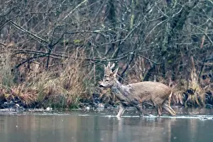 Artiodactyle: ROE DEER