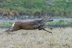 Course: ROE DEER