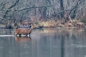Seul: ROE DEER