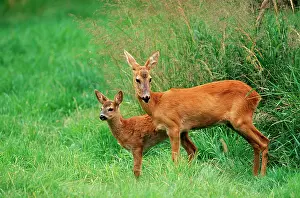 Capreolus: Roe DEER - adult and fawn