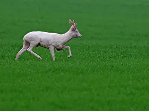 Albinos: Roe Deer - albino running in grass
