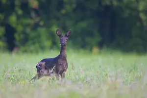 Capreolus: Roe Deer black 05, S-E Arndt