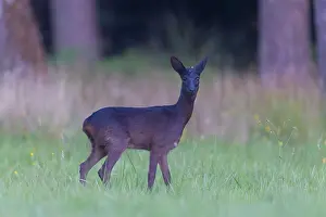 Capreolus: Roe Deer black 15, S-E Arndt