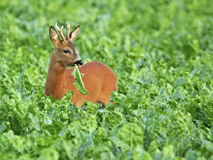 Destructive: Roe Deer - buck