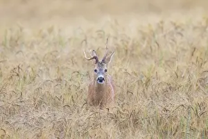 Buck: Roe Deer buck abnorm 19