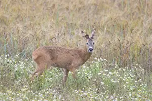 Buck: Roe Deer buck abnorm 28